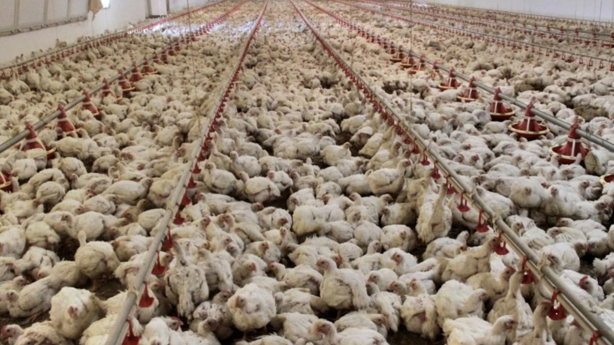 ABD’de kuş gribi alarmı: İnsanlarda görülen en ciddi vaka kayıtlara geçti