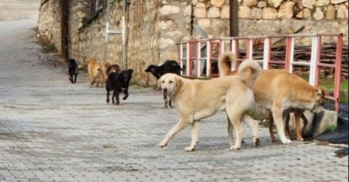 Bilecik’te sahipsiz köpeklerin hepsi toplanacak