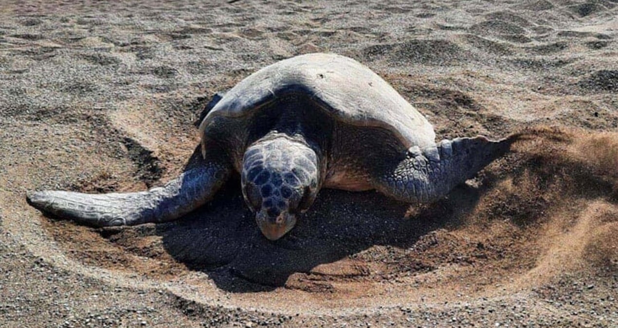 Sessizlik çağrısı: Caretta carettaların çiftleşme dönemi başladı